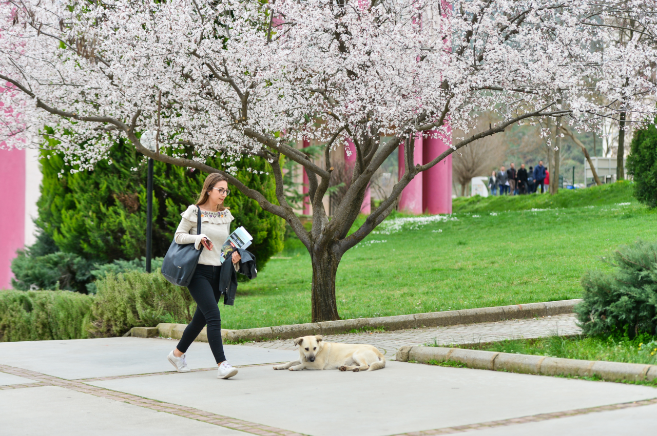 MSKÜ, UI GreenMetric 2025’te Üst Sıralarda Yer Aldı