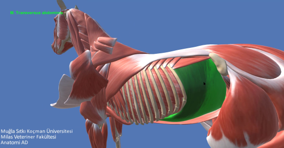 Ülkemizdeki Veteriner Hekim Adaylarına Önemli Kaynak: Üç Boyutlu Anatomik Modelleme